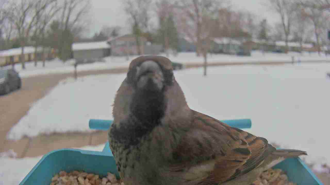 Bird at feeder