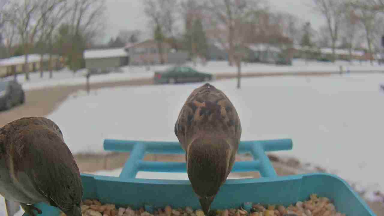 Bird at feeder