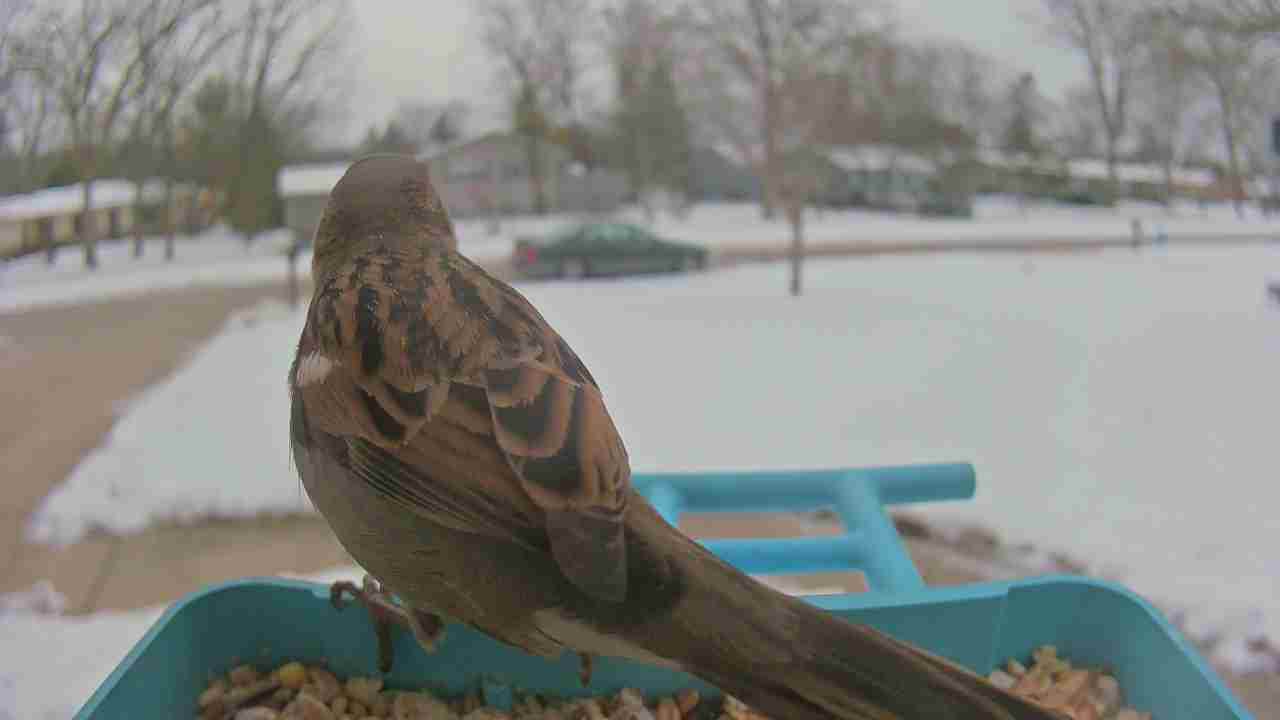 Bird at feeder