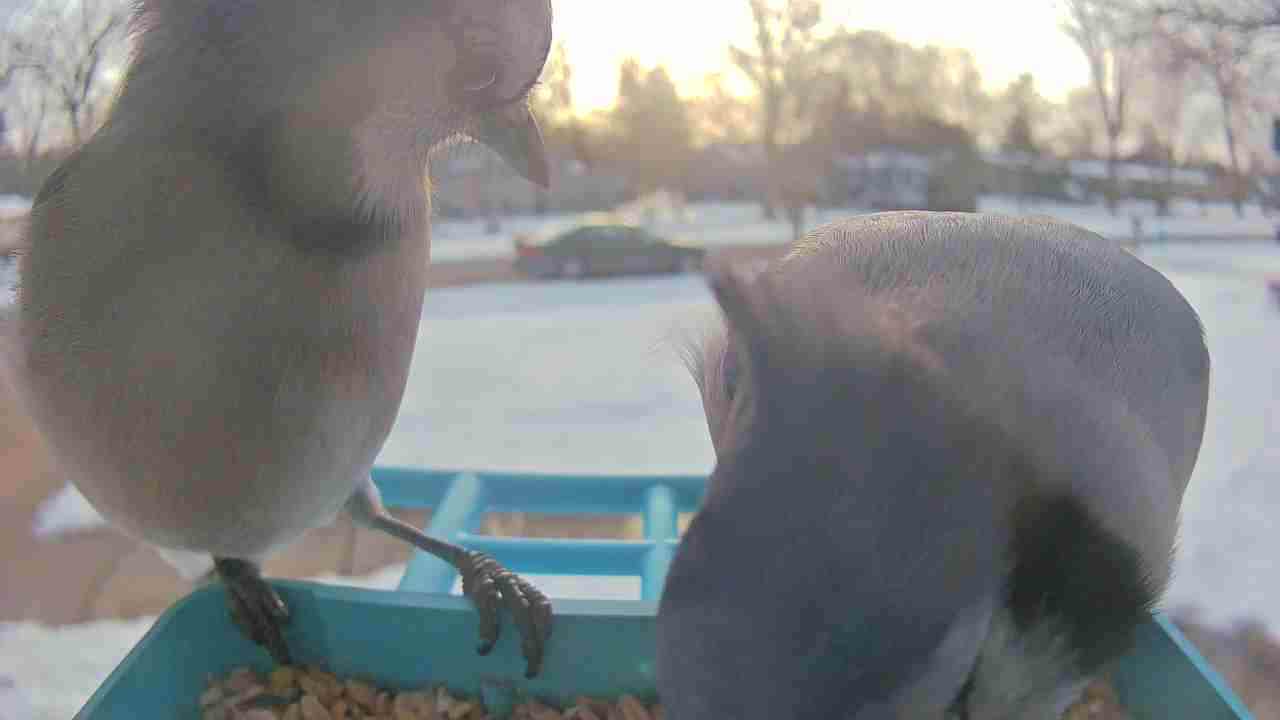 Bird at feeder