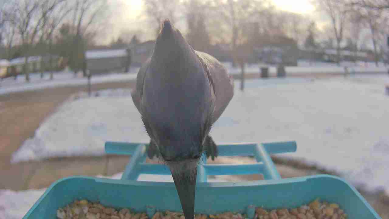 Bird at feeder