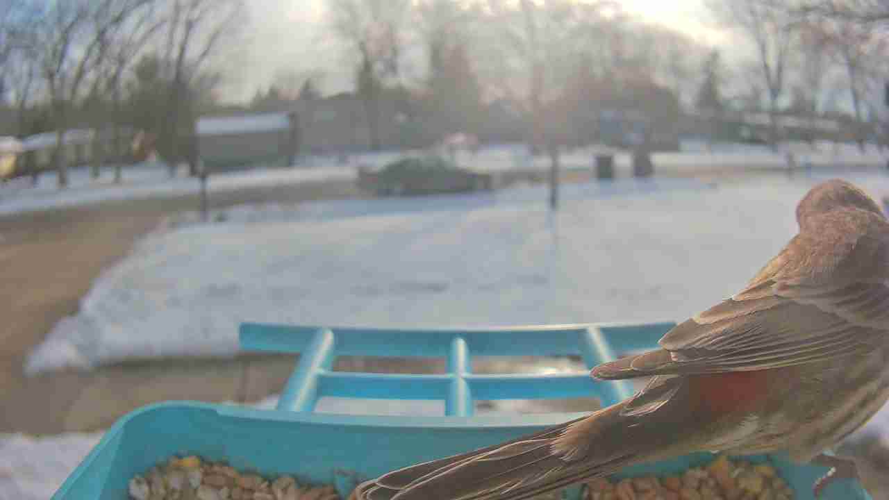 Bird at feeder