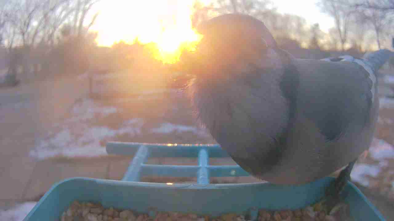 Bird at feeder