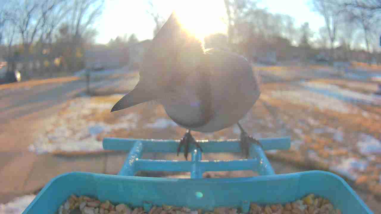 Bird at feeder