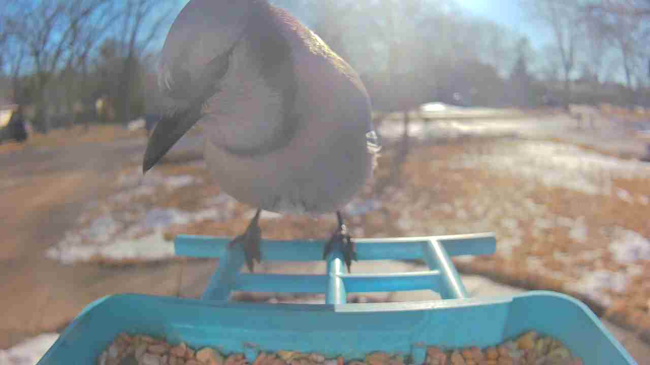 Bird at feeder