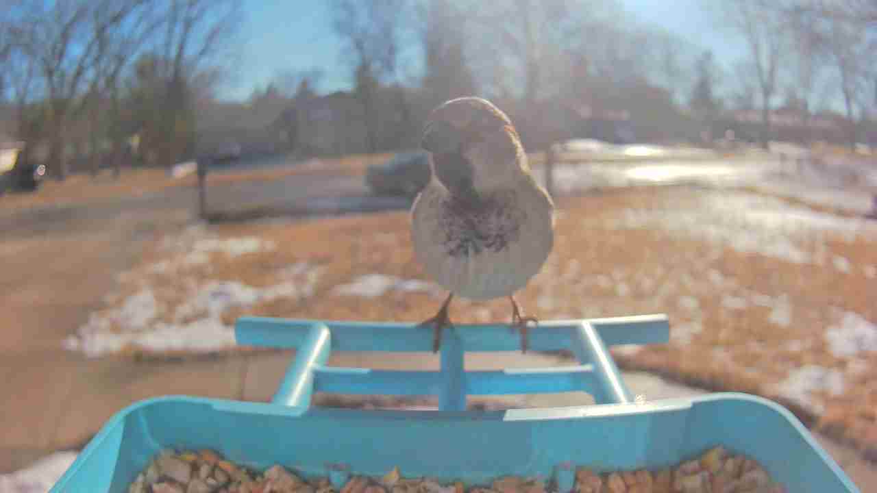 Bird at feeder