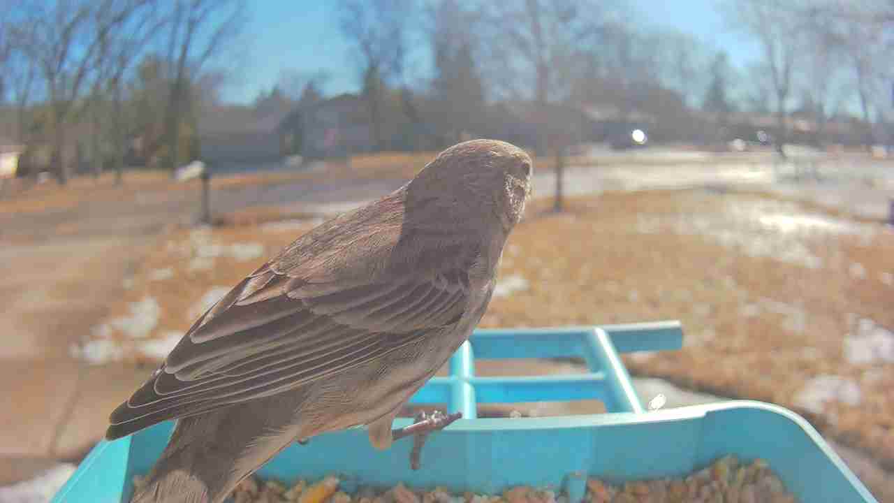 Bird at feeder