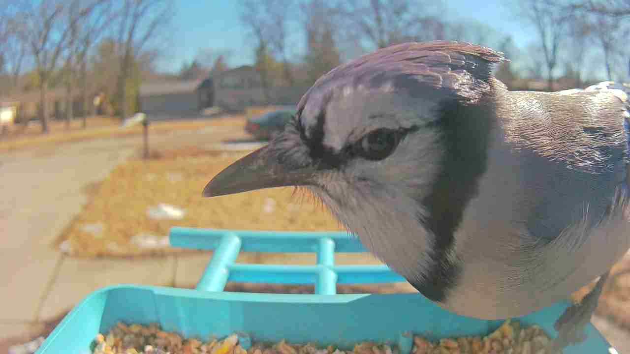 Bird at feeder