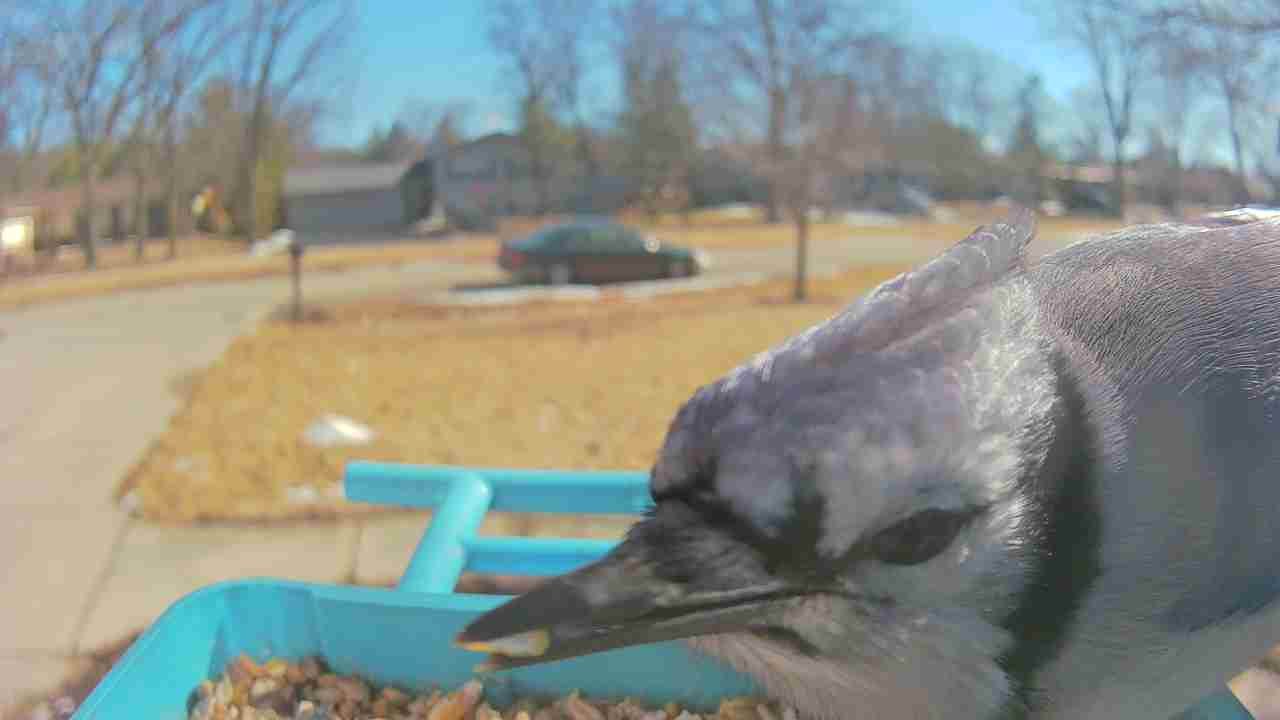 Bird at feeder