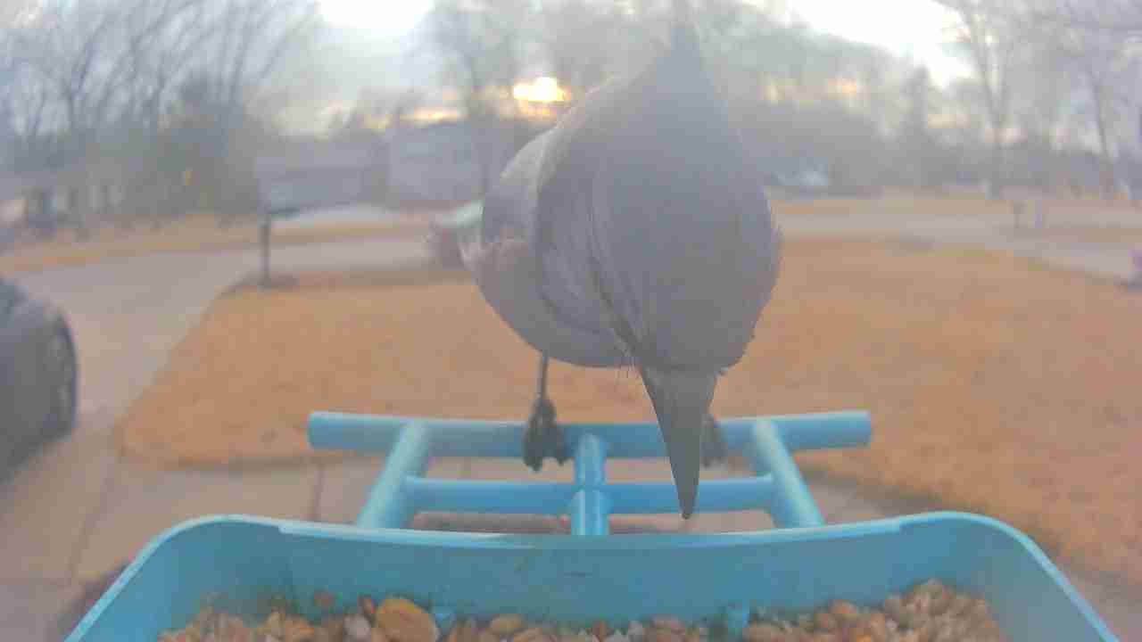 Bird at feeder
