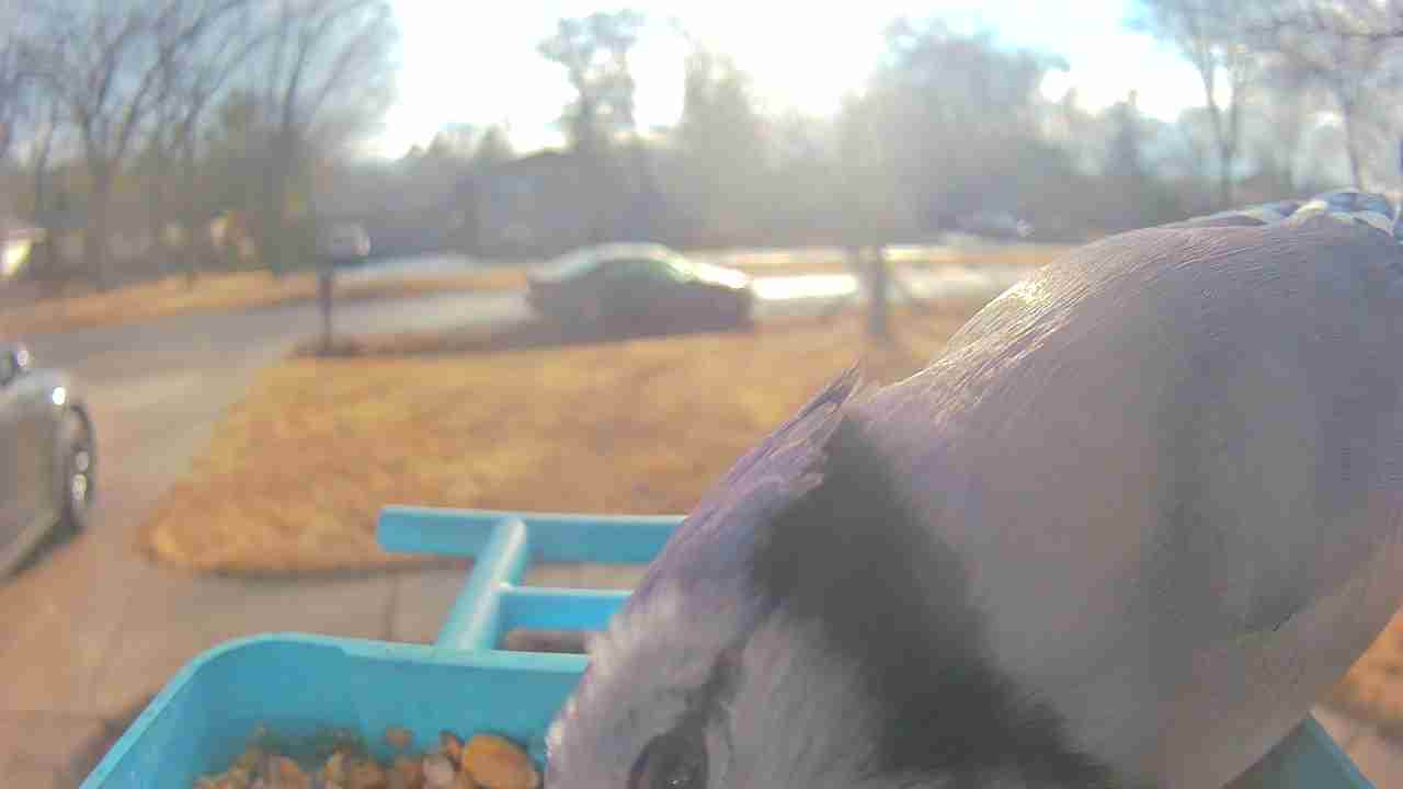 Bird at feeder