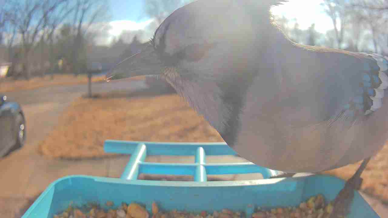 Bird at feeder
