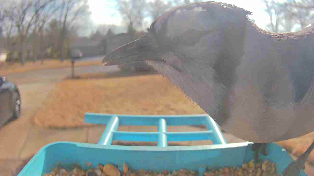 Bird at feeder