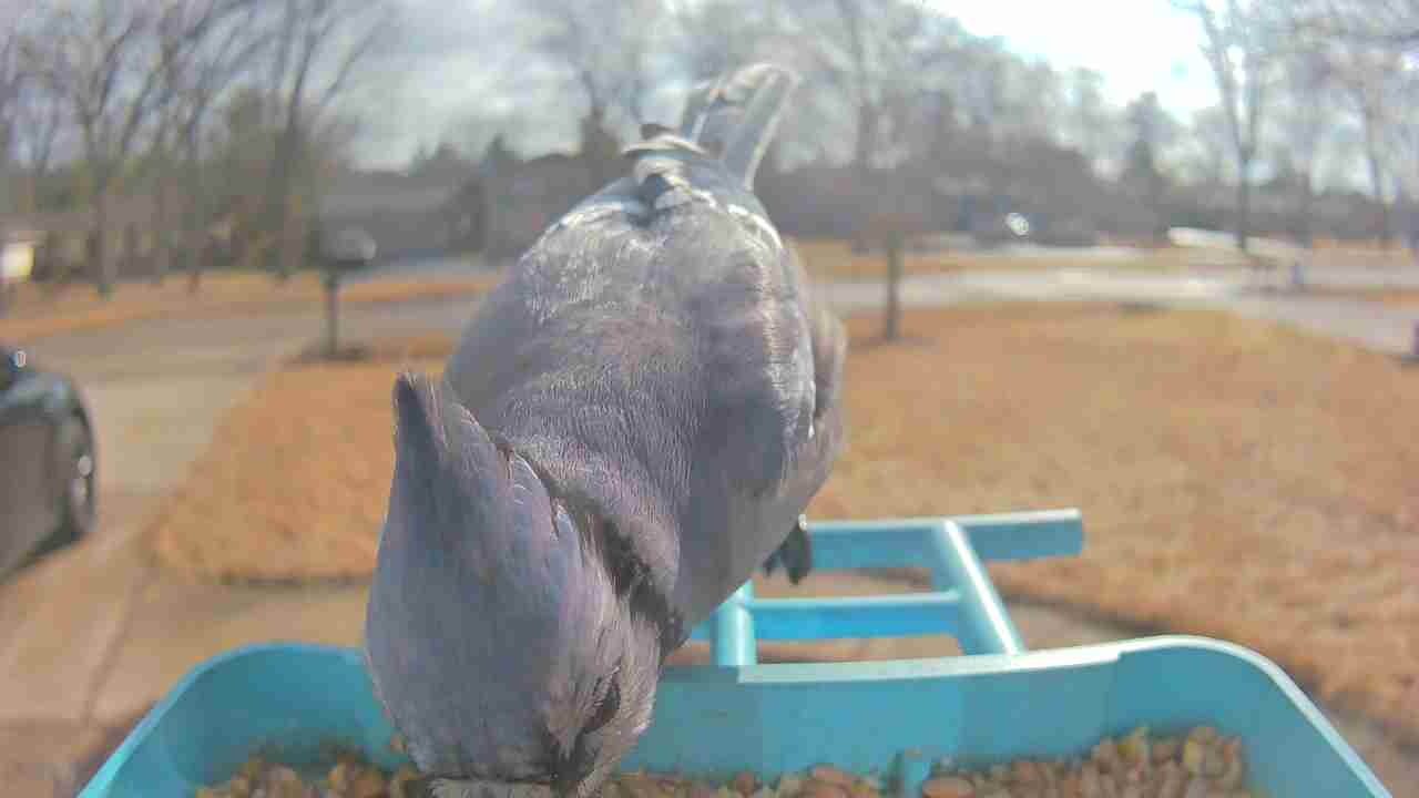 Bird at feeder