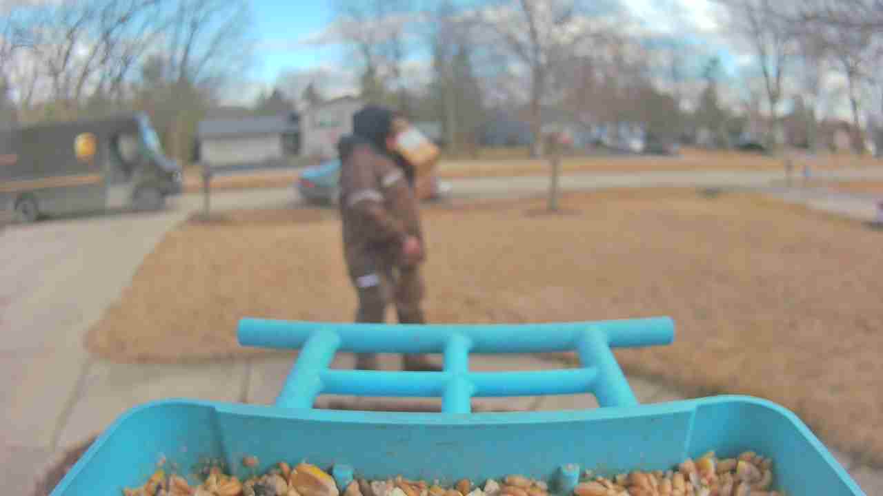 Bird at feeder