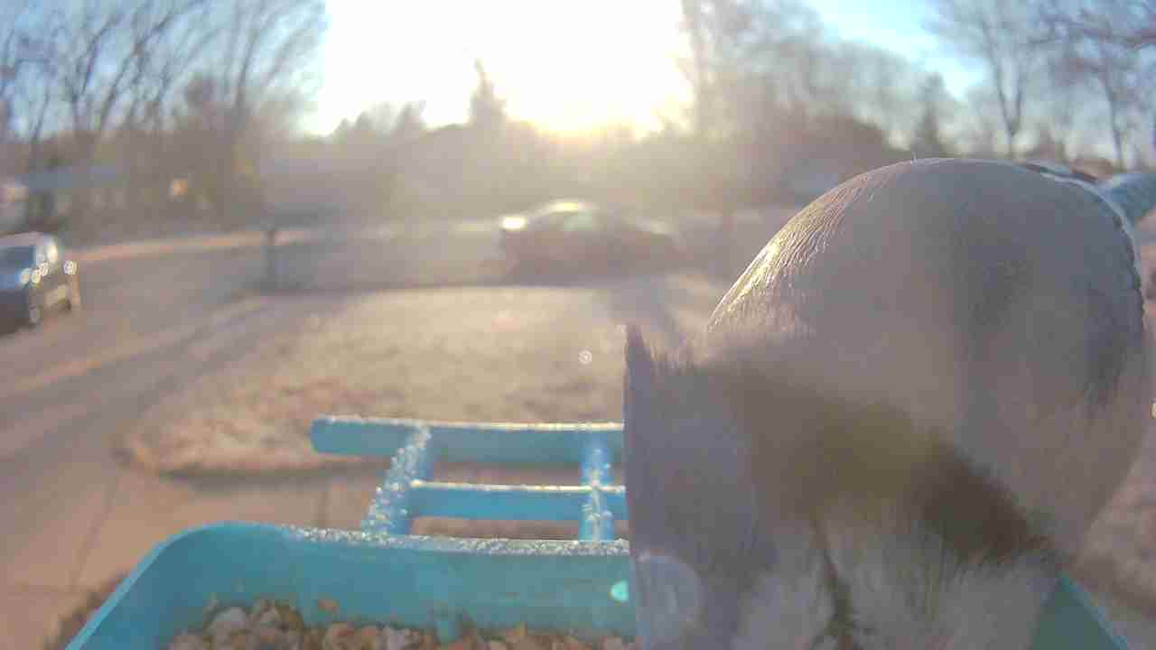 Bird at feeder