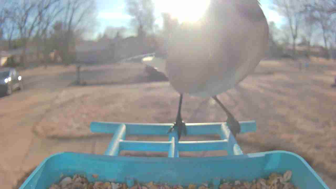 Bird at feeder