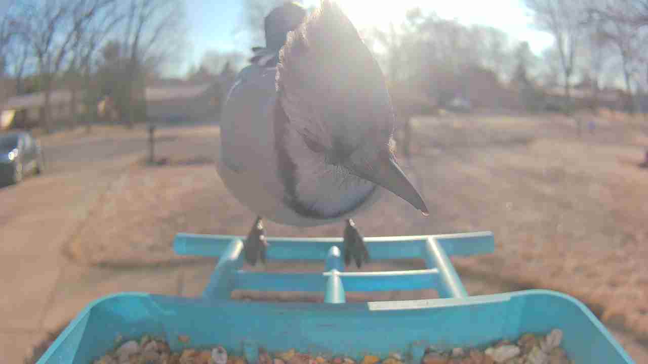 Bird at feeder