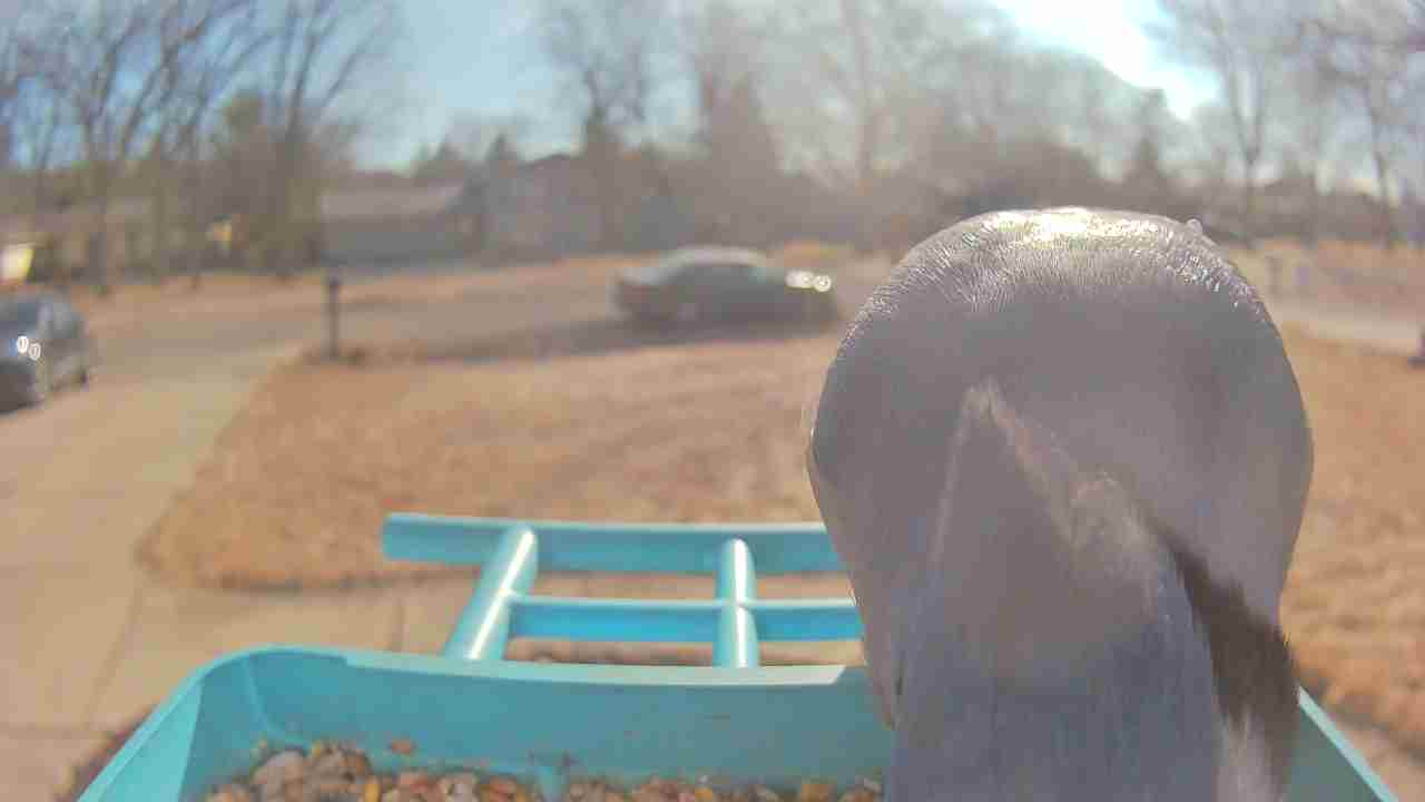 Bird at feeder