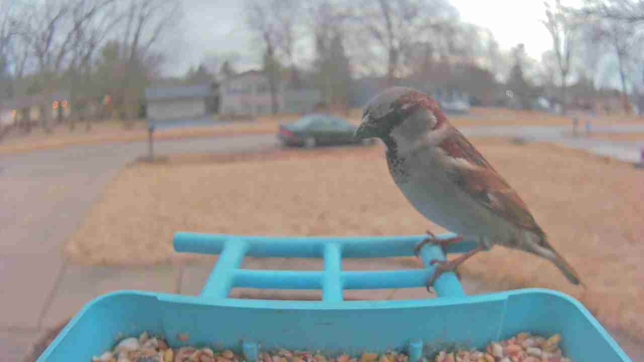 Bird at feeder