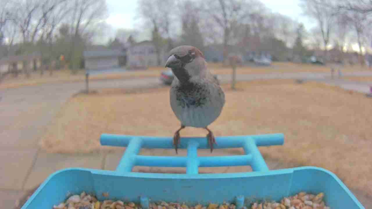 Bird at feeder