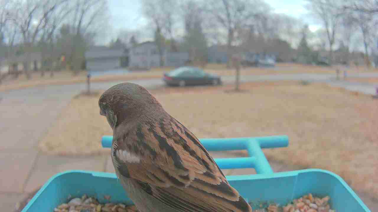 Bird at feeder