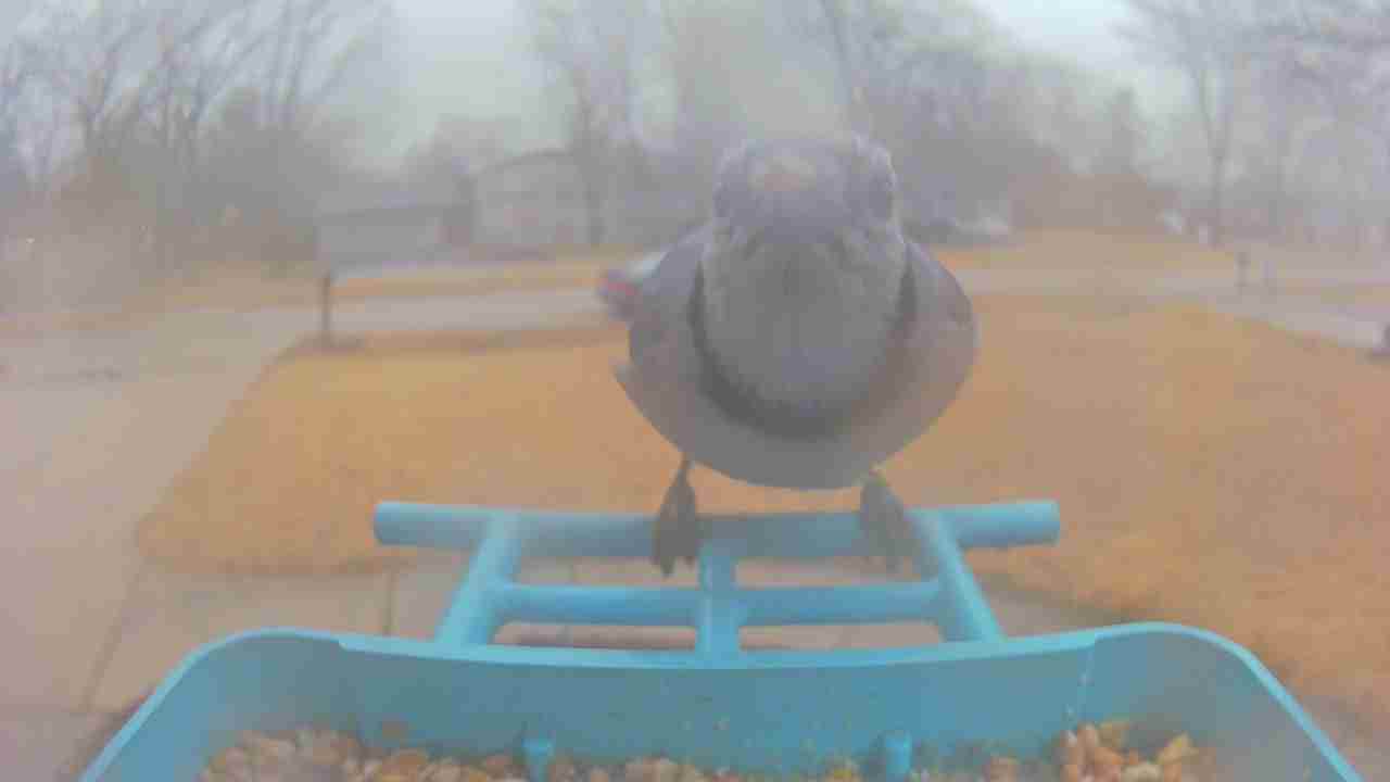 Bird at feeder