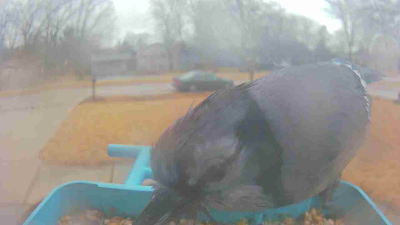 Bird at feeder