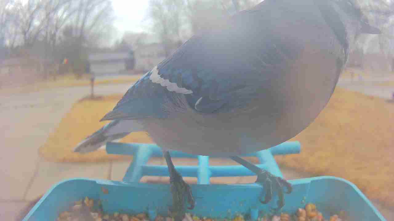 Bird at feeder