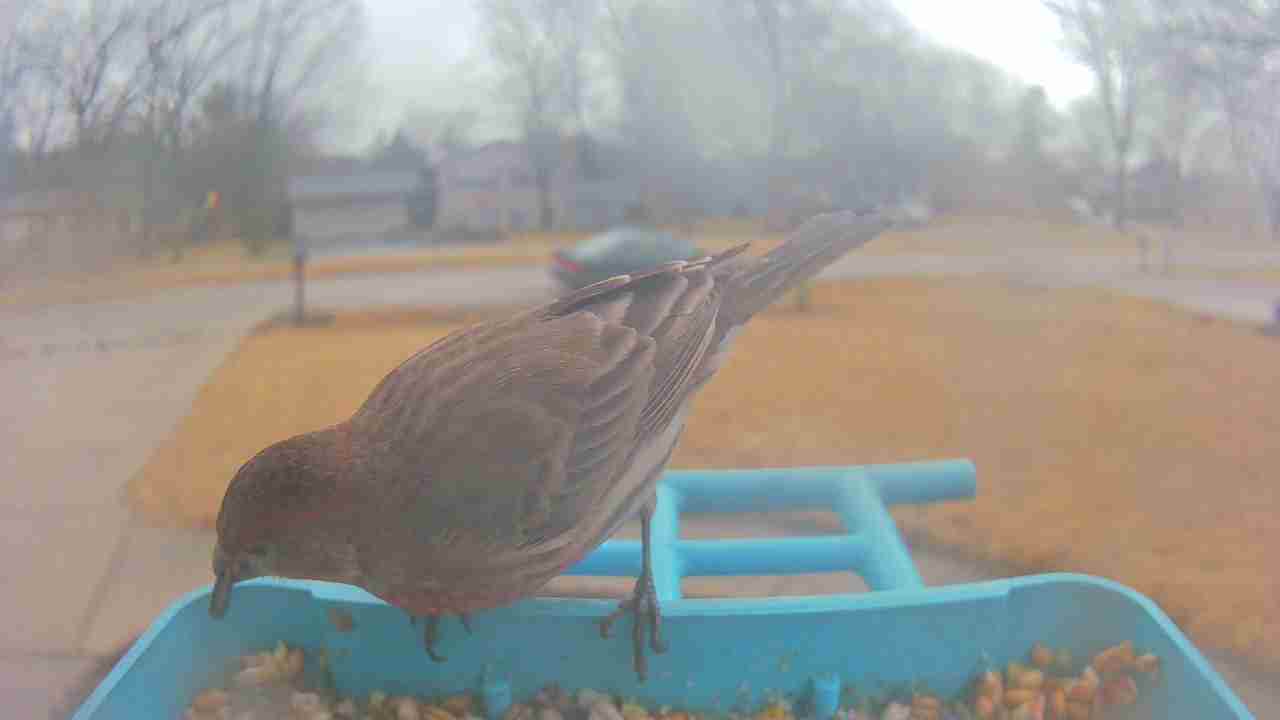 Bird at feeder