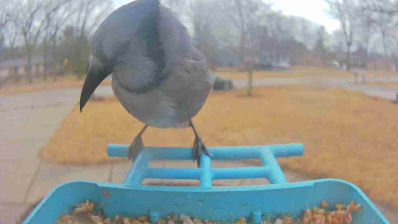 Bird at feeder