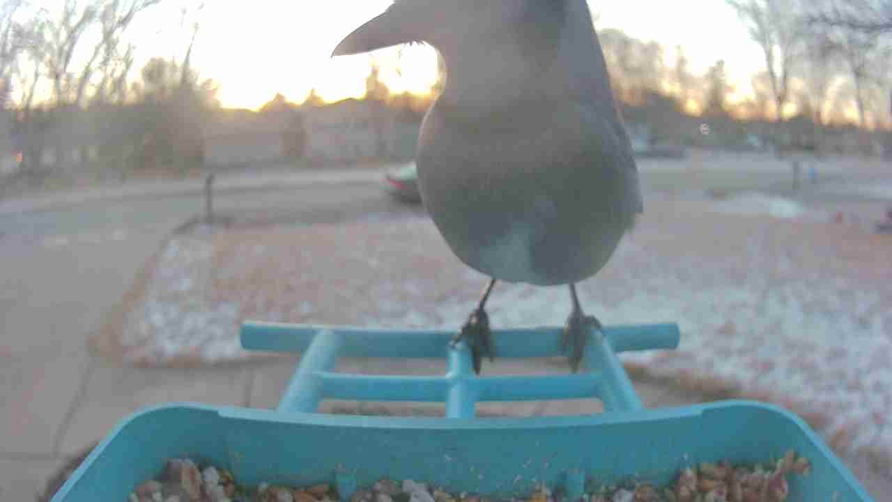 Bird at feeder