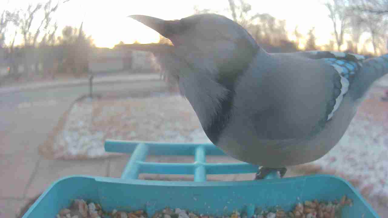 Bird at feeder