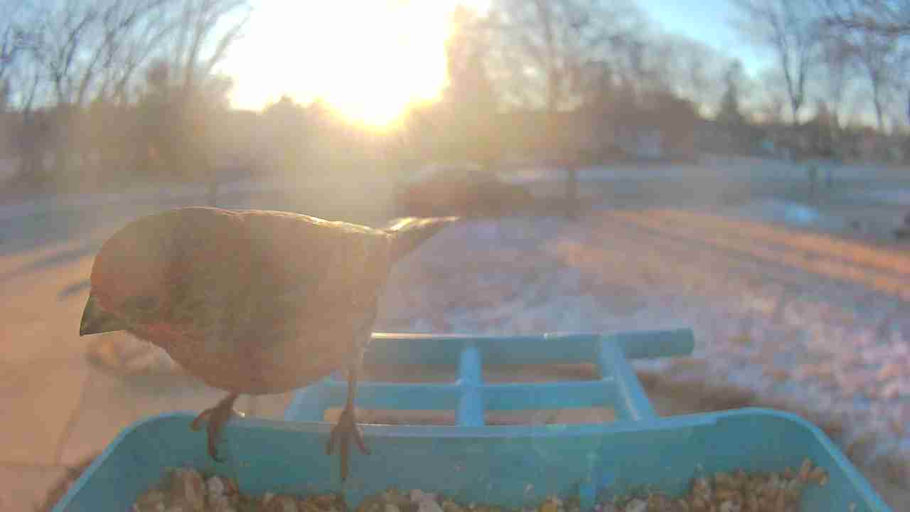 Bird at feeder