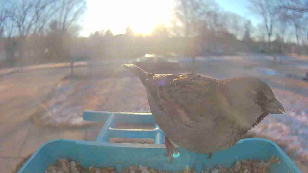 Bird at feeder