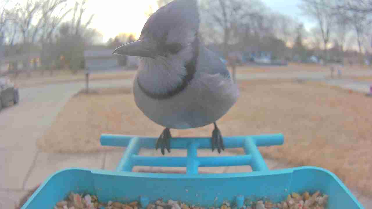 Bird at feeder