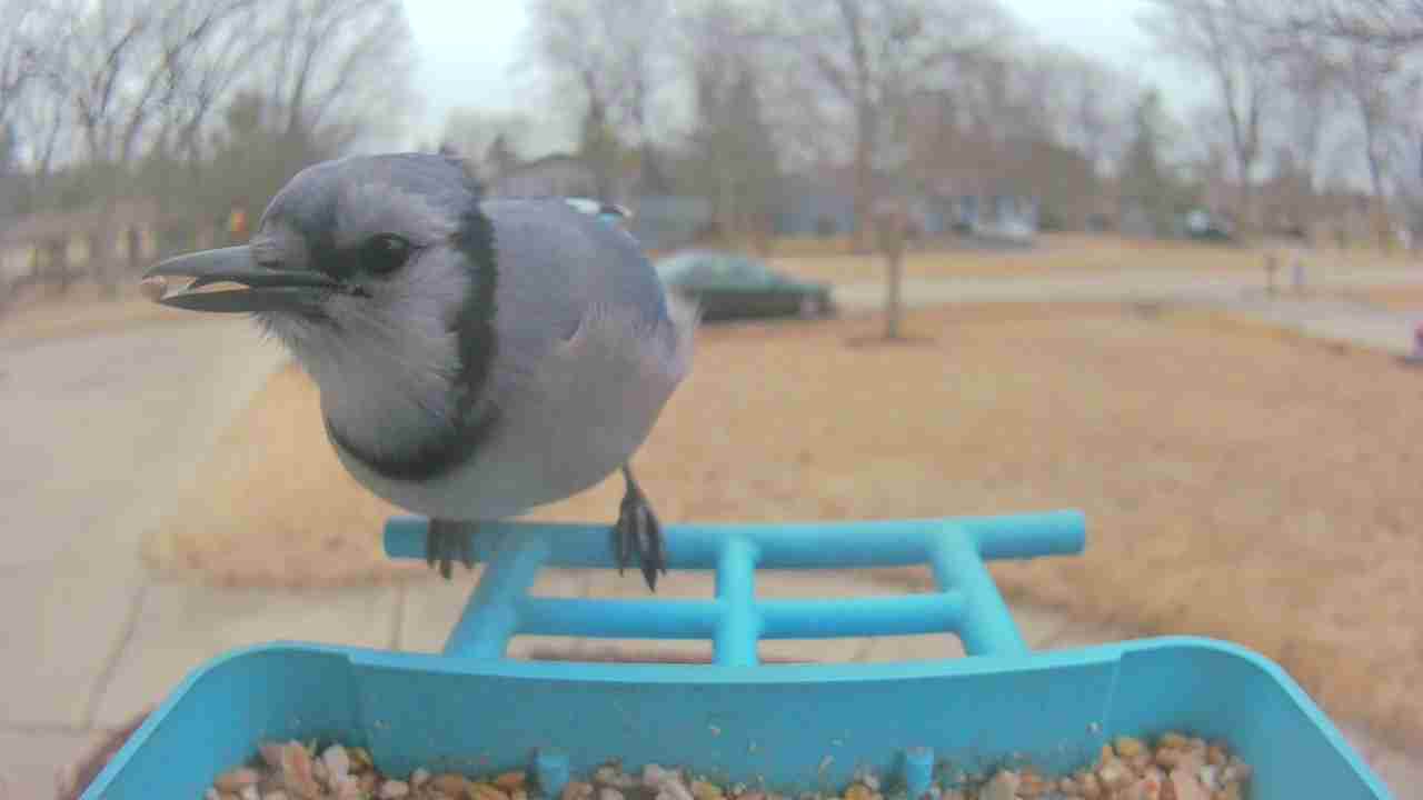 Bird at feeder