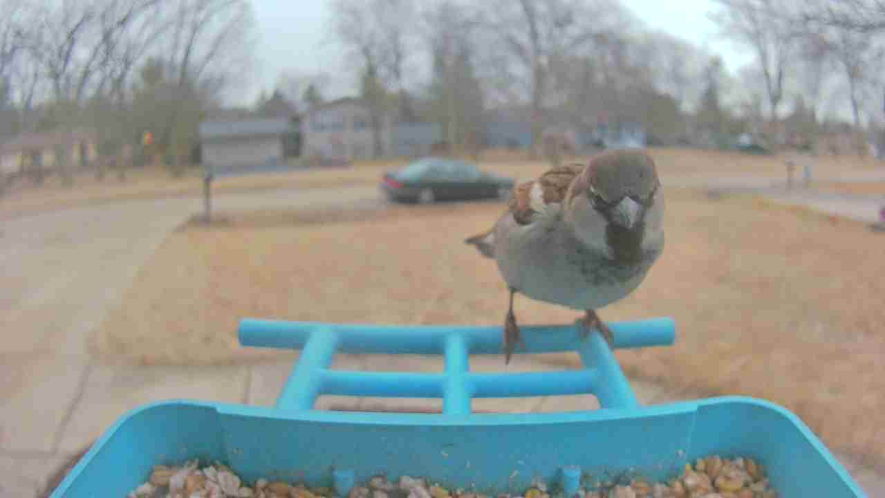 Bird at feeder