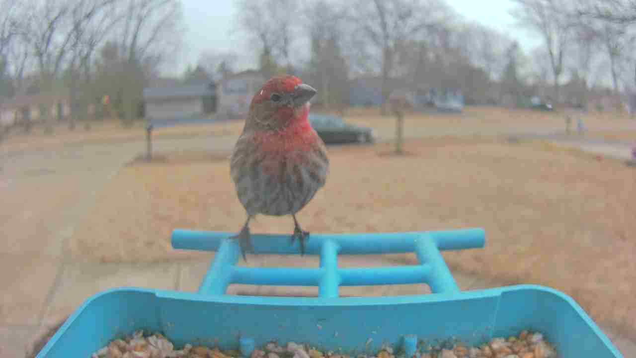 Bird at feeder