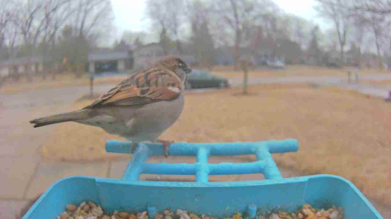 Bird at feeder