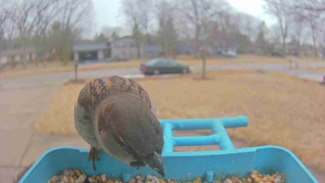 Bird at feeder
