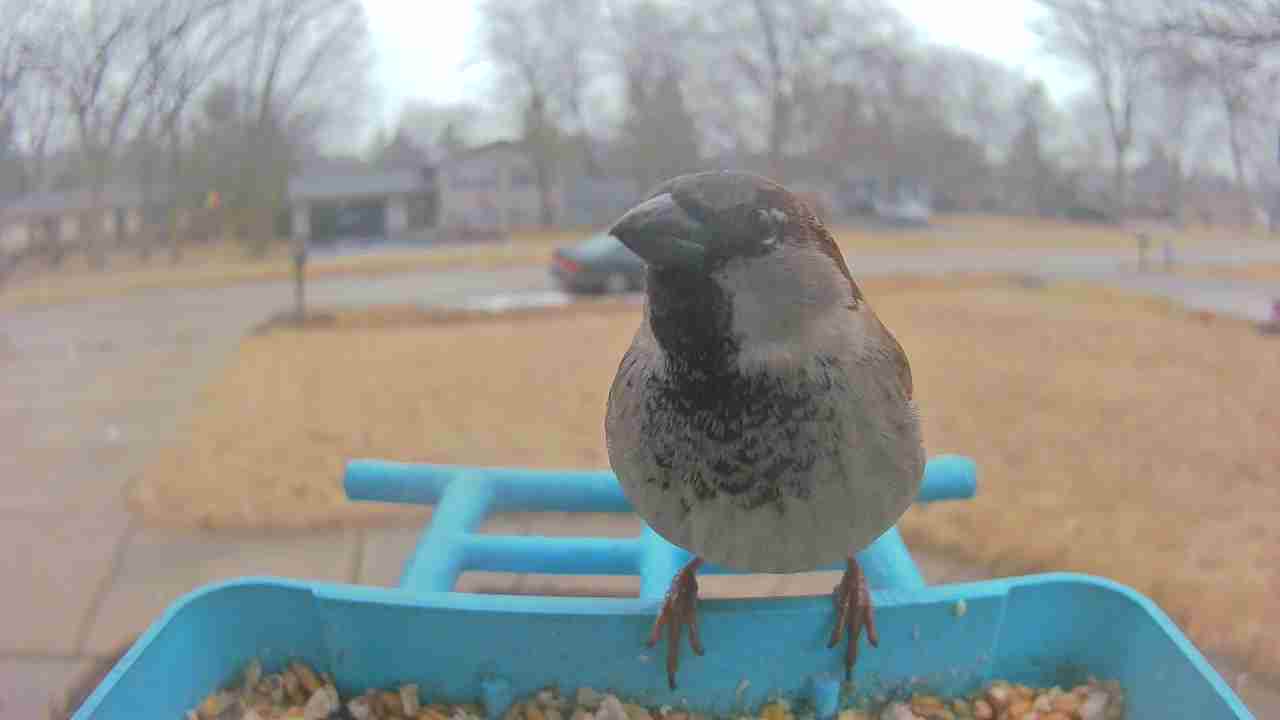 Bird at feeder