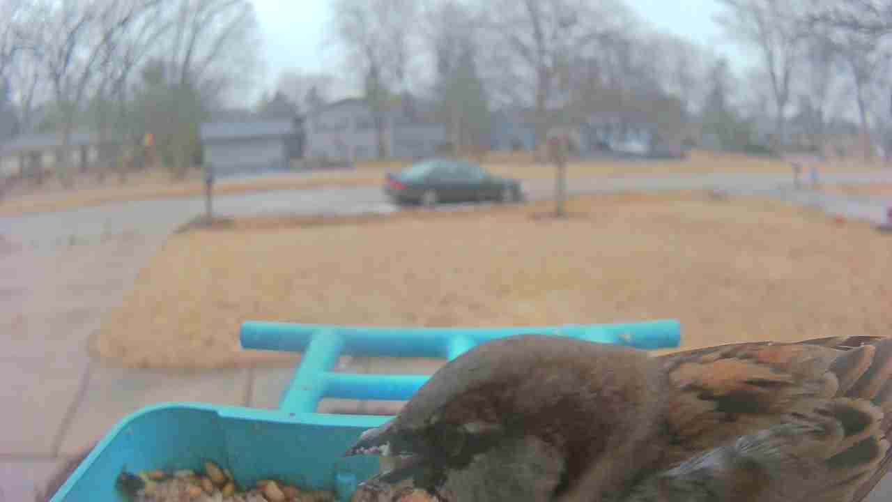 Bird at feeder