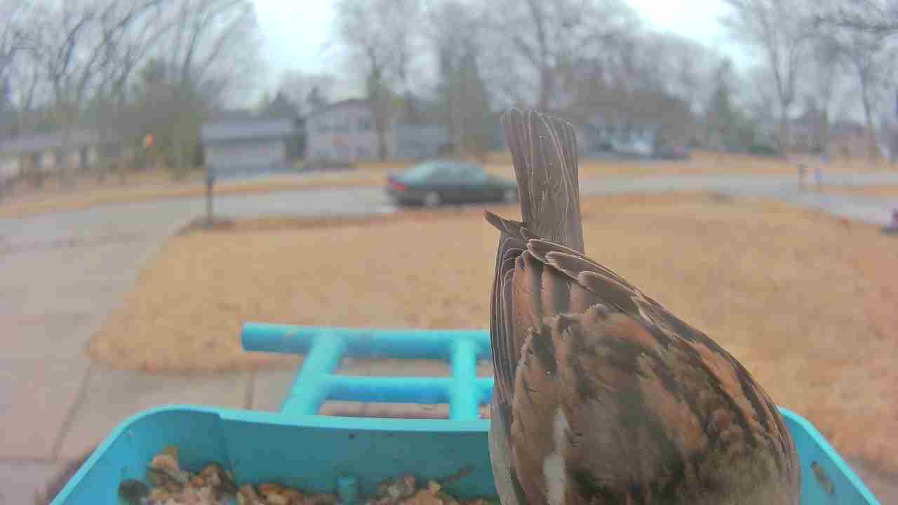 Bird at feeder