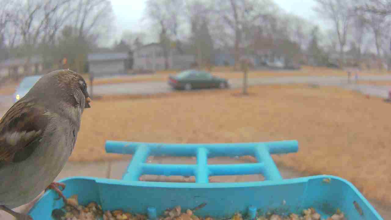 Bird at feeder