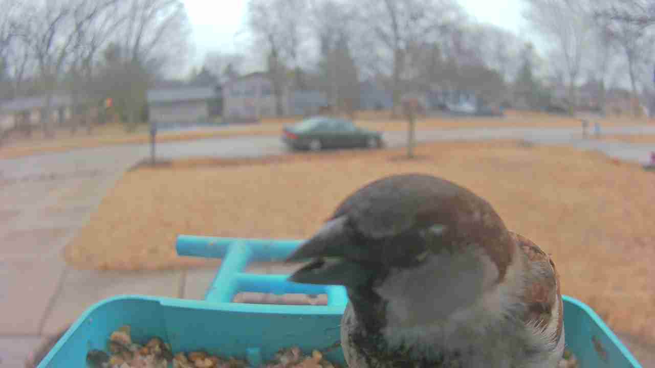 Bird at feeder