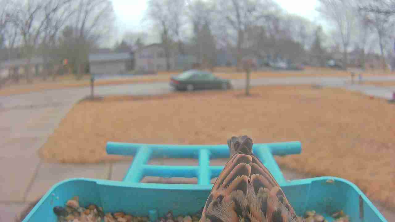 Bird at feeder