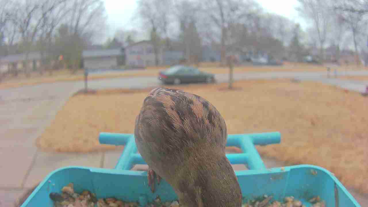 Bird at feeder