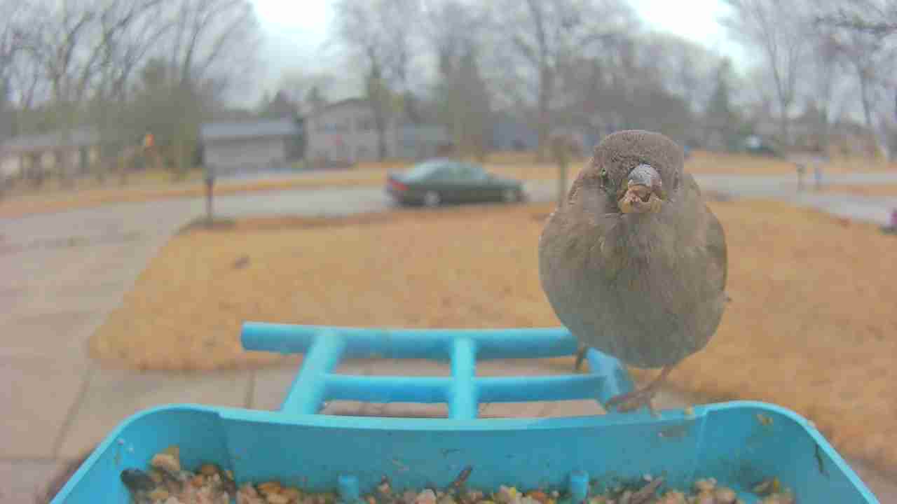 Bird at feeder