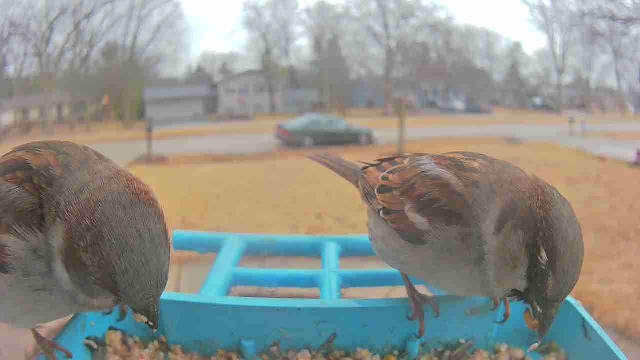 Bird at feeder